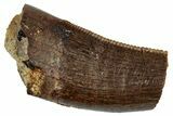 Serrated Tyrannosaur Partial Tooth - Judith River Formation #276405-1